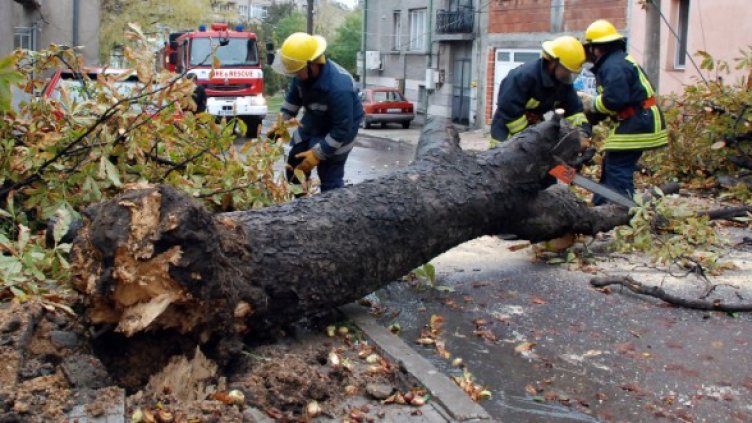 Бурята изкорени дървета в Хасково. Снимка: БТА