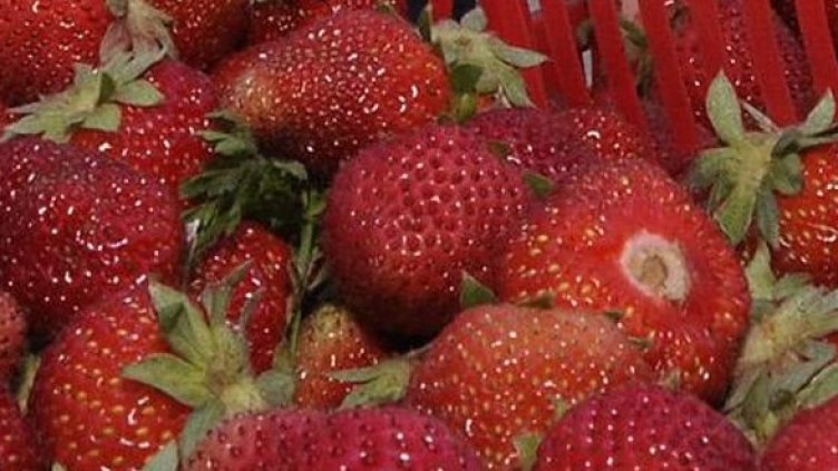 Снимка: архив, Булфото