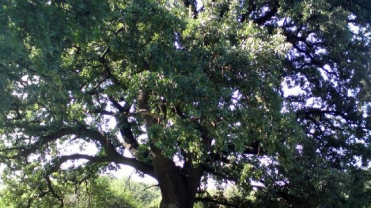 Дъб на възраст 250-300 г. в с. Коиловци, общ. Плевен, е сред претендентите. Снимка: bepf-bg.org/