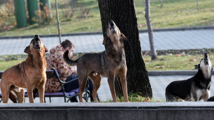 Снимка БГНЕС