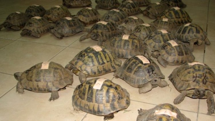 Снимка: Impactpressgroup