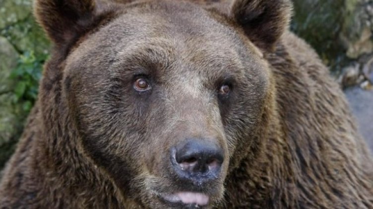 Снимка: Архив Булфото