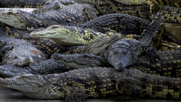 Не е ясно как ще реагират на "красавицата" мъжките самци. Снимка: Reuters