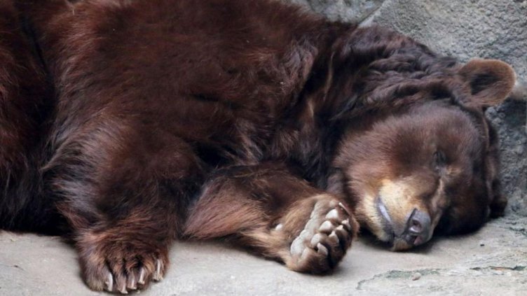 Снимка БГНЕС