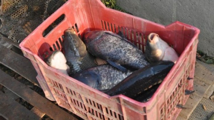 Снимка: Булфото