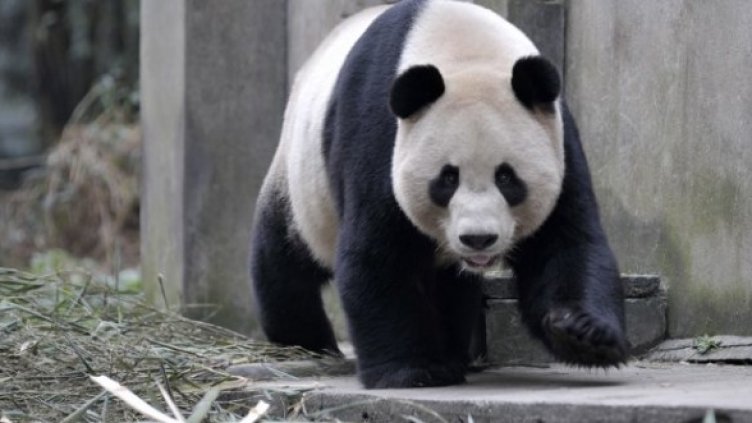 Пандата Ян Гуан. Снимка: Reuters