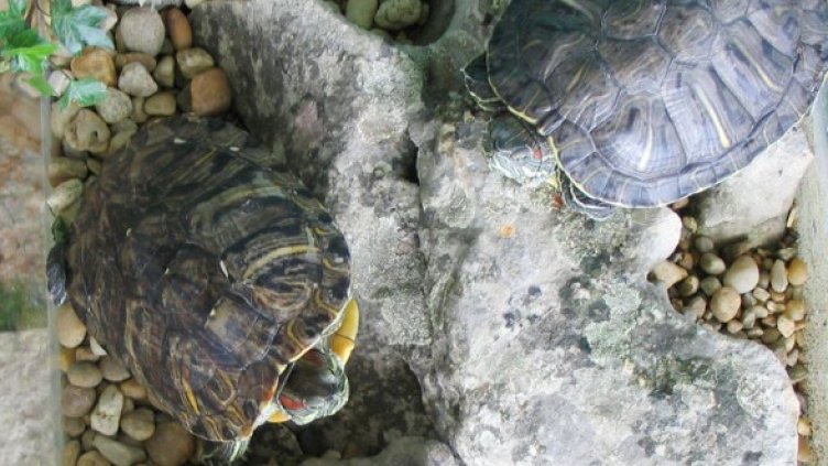 Любовта към костенурките ще докара присъда на снахата на Цар Киро. Снимка: Булфото