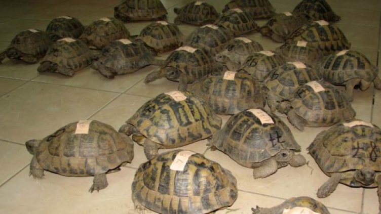 Костенурките на Цар Киро. Снимка: Impact Press Grouр