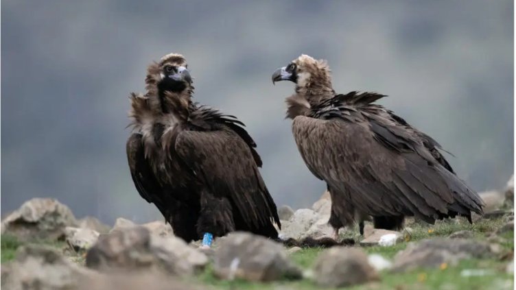 Снимка: БДЗП