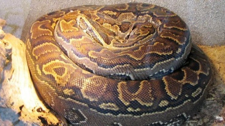 Снимка: архив, Булфото