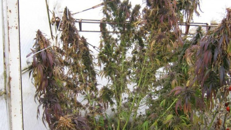 Снимка: архив Булфото