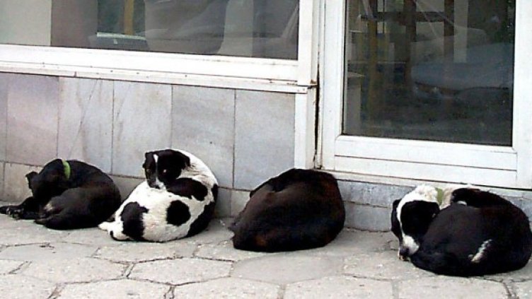 Снимка: Булфото