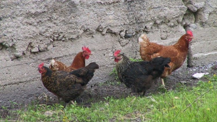 Волни и доволни кокошки. Снимка: Булфото