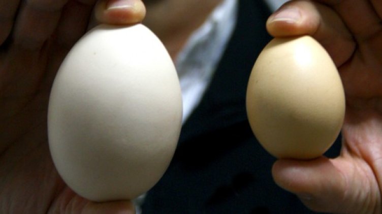 Открийте разликите между гигантското и обикновеното яйце. Снимка: БТА