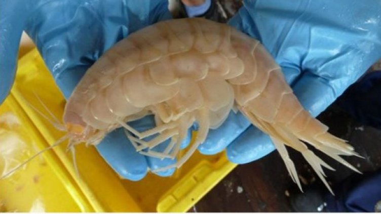 Снимка: Еxtremescience