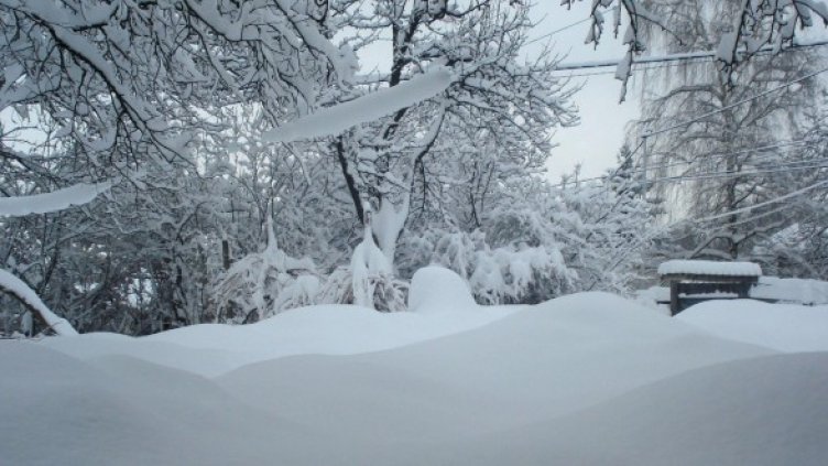 Снимка: Булфото