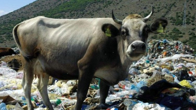 Снимка: архив, Булфото