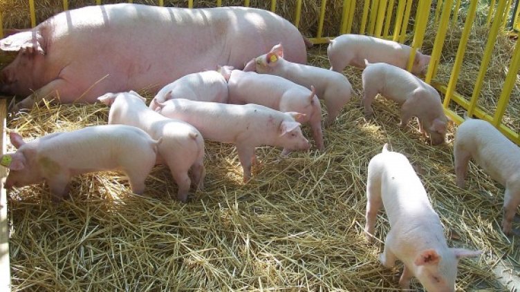 Снимка: архив Булфото