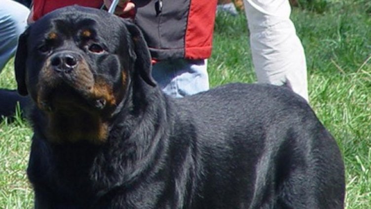 Снимка: Архив Булфото