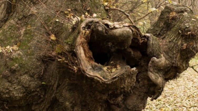 Снимка: www.treeoftheyear.org