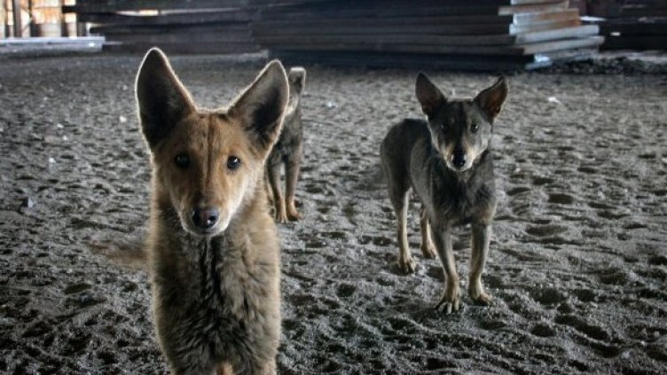 Снимка: архив Булфото