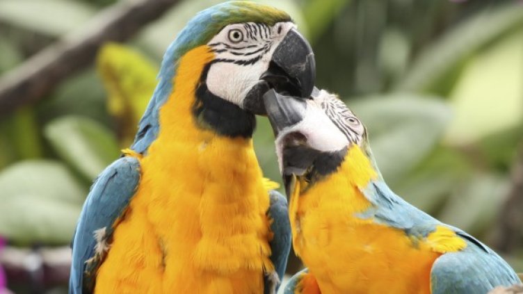 Папагали (не какапо) в парк в Сингапур. Снимка: архив, Reuters