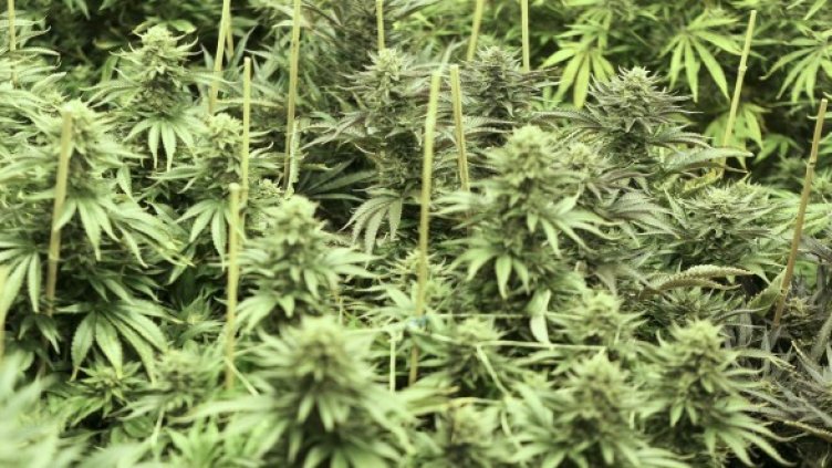 Властите обявиха идеята за незаконна. Снимка: Reuters