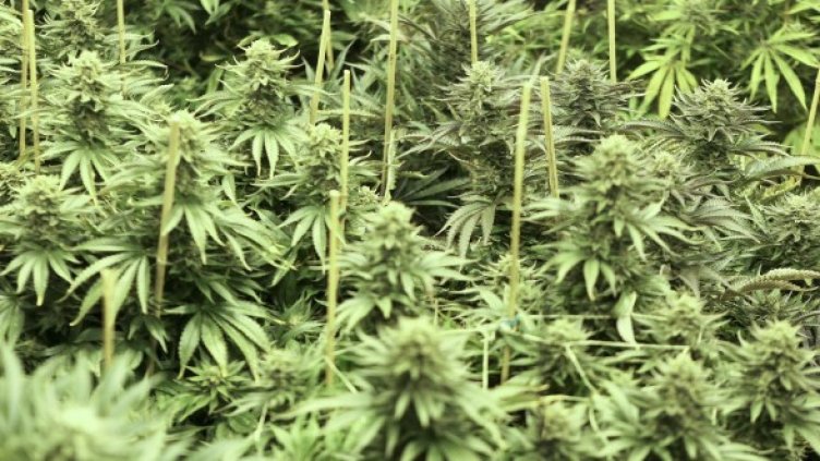 Полицаите са открили 4 саксии с канабис. Снимка: Reuters