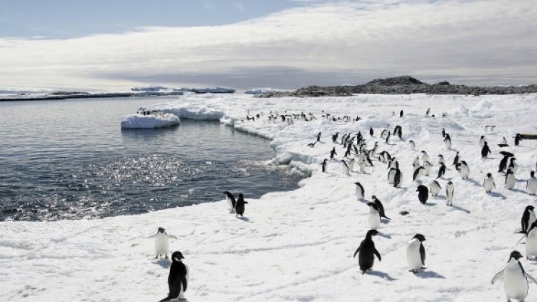 Чужди нашественици застрашават екосистемата в Антарктида. Снимка: Reuters