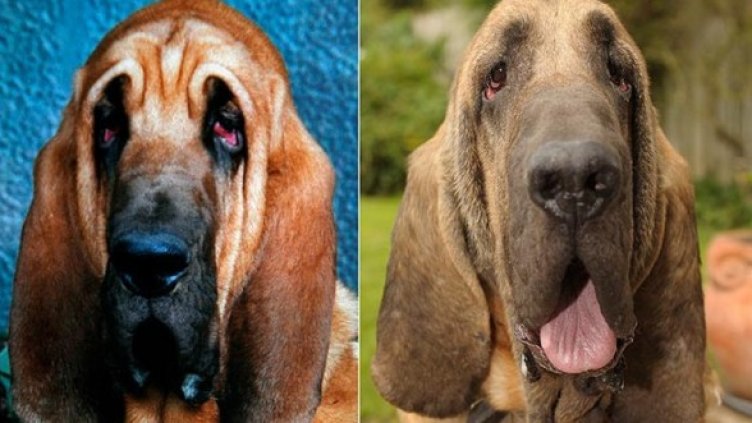 Преди и след козметичната намеса. Снимка: rossparry.co.uk