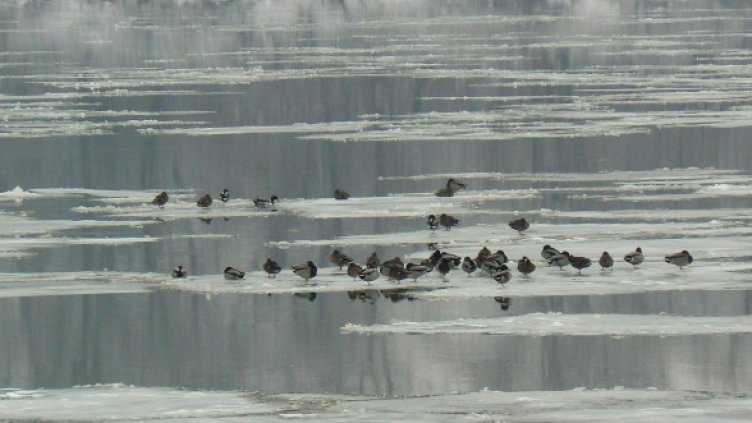 Снимка: архив Булфото