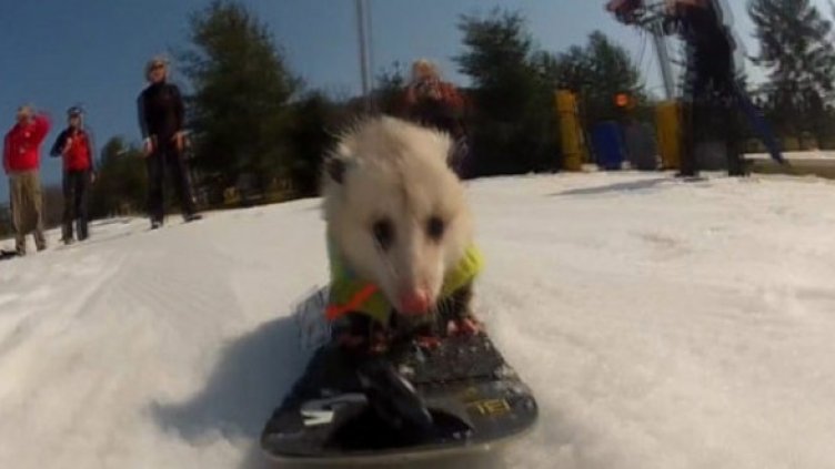 Опосум на сноуборд! Той го може и е хит!