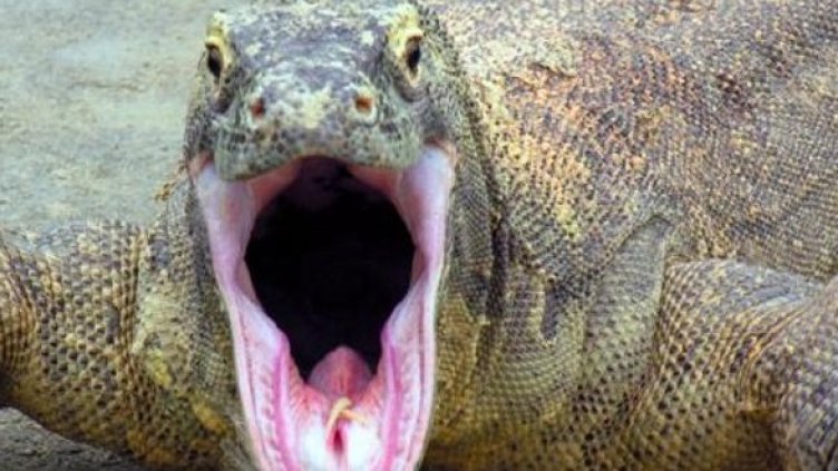 Влечугите били в багажа на българин. Снимка: Агенция "Митници"