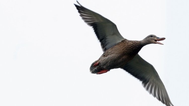 50 000 лири струва построяването на ултрамодерна тоалетна на остров Ханда, въпреки че той е необитаeм от 150 години. Снимка: архив, Reuters