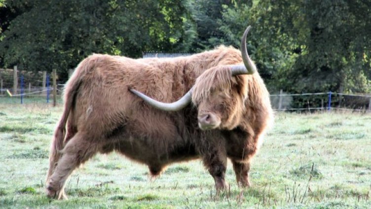 Само във Франция Джоко е обзавел със свои дъщери 23 370 ферми. Снимка: Getty Images/Guliver Photos