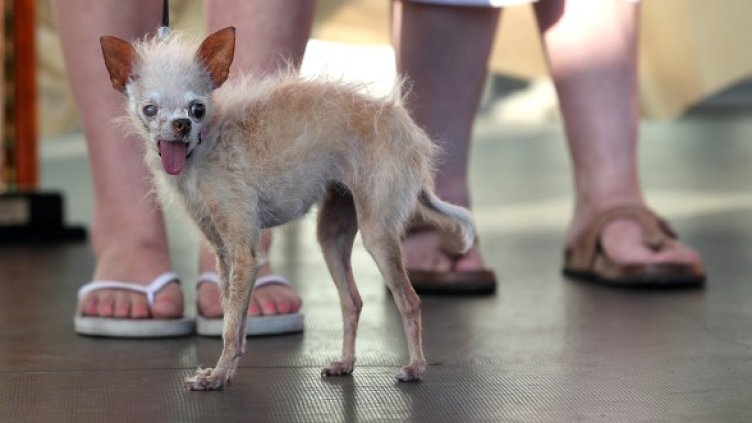 Кучето Йода. Снимка: Getty Images/Guliver Photos