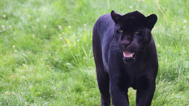 Снимка: Pixabay