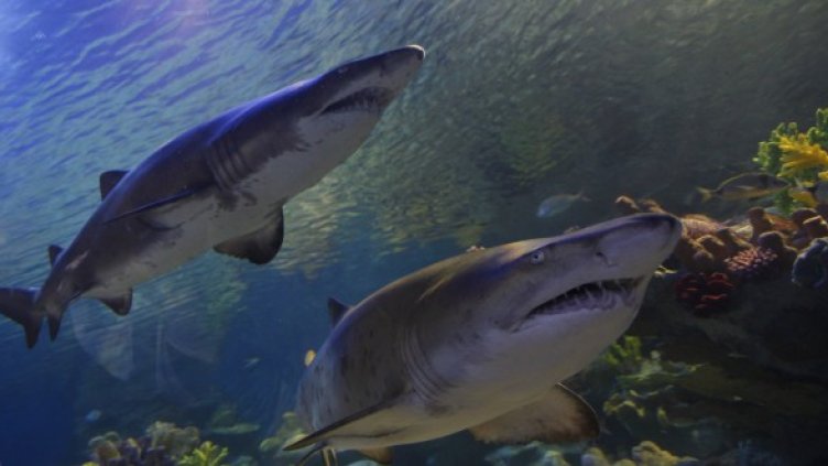 Снимка: Reuters