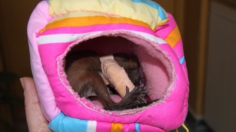 Спасеният Бимбо. Снимка: greenbalkans.org
Бимбо в новата си хралупка. Снимка: greenbalkans.org