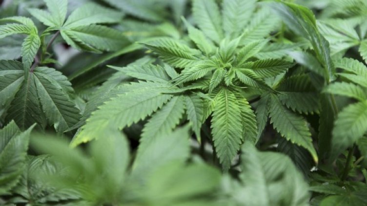 Трима българи бяха осъдени на затвор за наркотици в Малта. Снимка: архив, Reuters