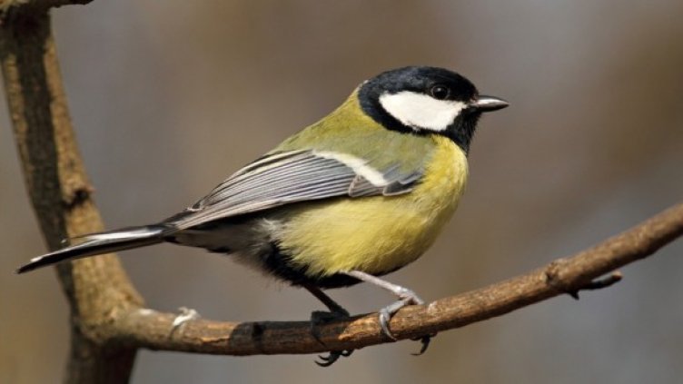 Големият синигер е символ на София. Снимка: Българското дружество за защита на птиците