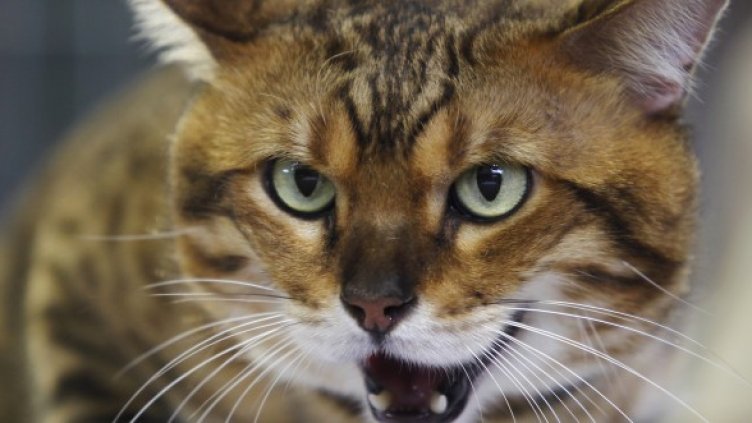 Котаракът се е разминал само с уплаха. Снимка: Reuters