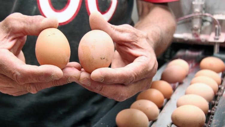 Найденов предложи на опозицията разходка за яйца. Снимка: Impact Press Group