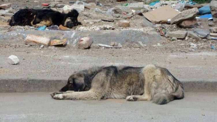 "Екоравновесие" с акция в "Малинова долина". Снимка: архив, Булфото