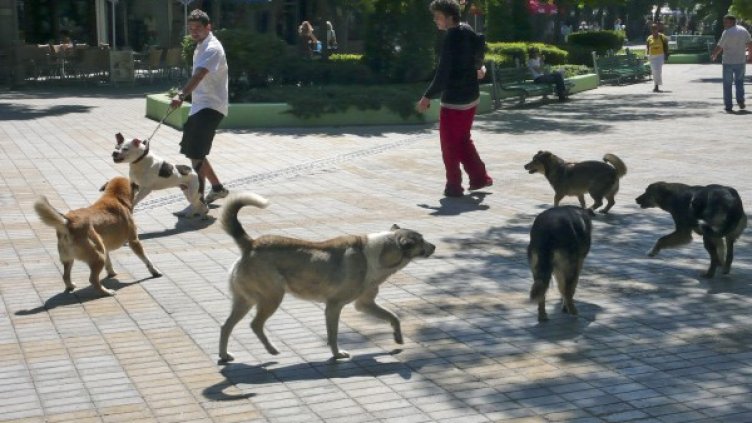 Снимка: Bulphoto