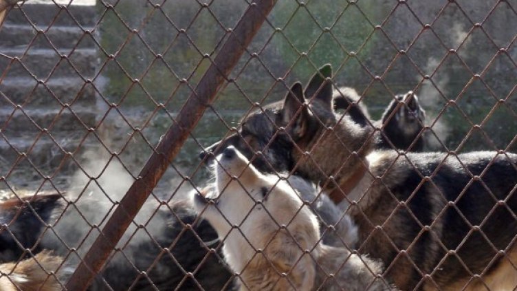 Глутницата вече е прибрана в приюта в Сеславци. Снимка: Булфото