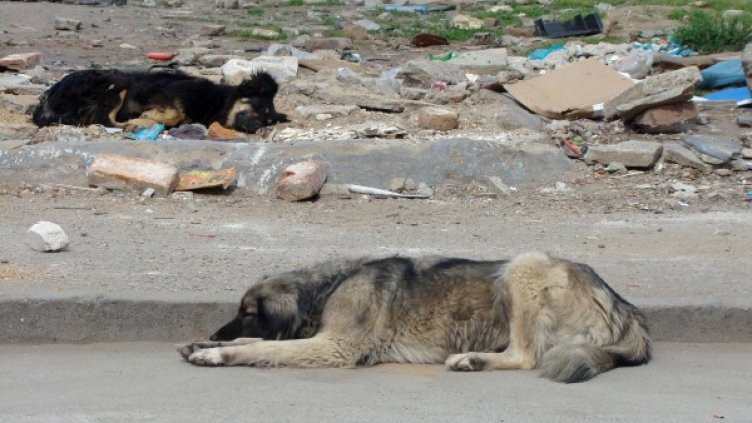 Бездомни столични кучета. Снимка: архив Булфото