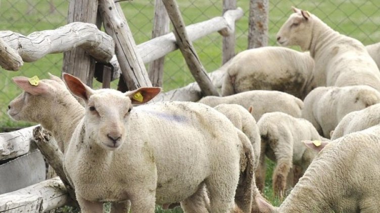 Снимка: архив Булфото