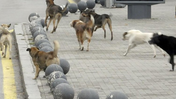 Снимка: архив, Булфото