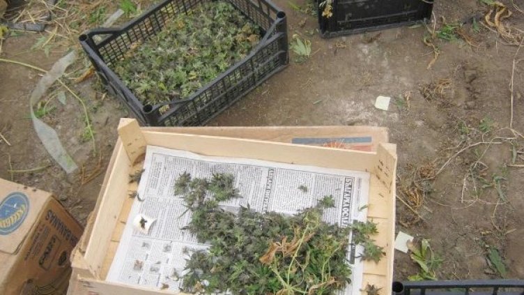 Наркотиците са иззети. Снимка: архив Булфото